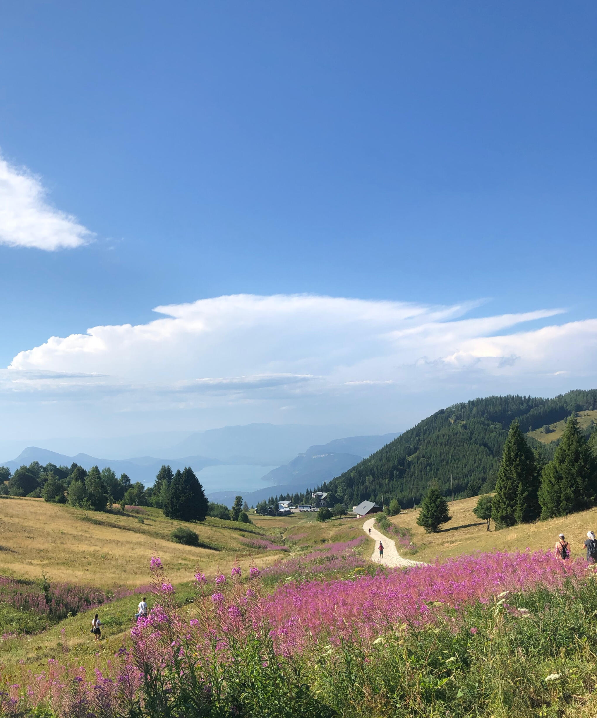 Field